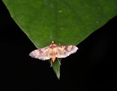Orphanostigma angustale