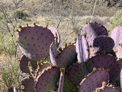 Opuntia santa-rita