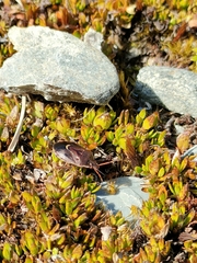 Cermatulus nasalis hudsoni