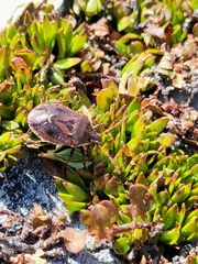 Cermatulus nasalis hudsoni