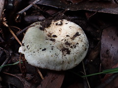 Russula iterika