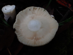 Russula iterika