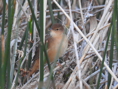 Savi's warbler