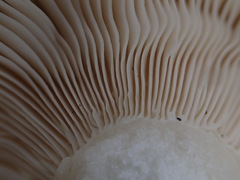Russula iterika