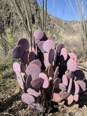 Opuntia santa-rita