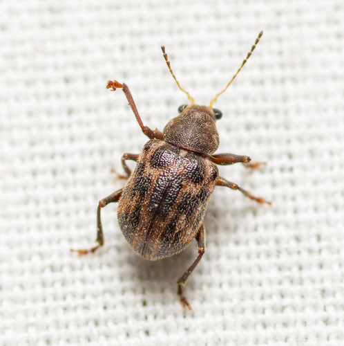 Black-legged Xanthonia