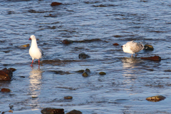 Chroicocephalus novaehollandiae novaehollandiae