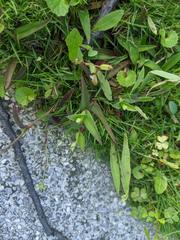 Murdannia loriformis