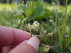 Murdannia loriformis