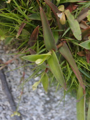 Murdannia loriformis