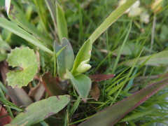 Murdannia loriformis
