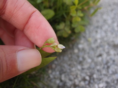 Murdannia loriformis