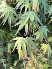 Acer palmatum