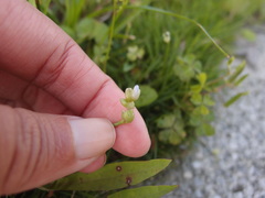 Murdannia loriformis
