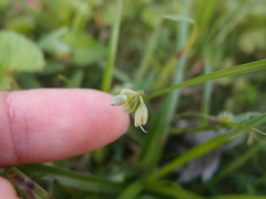 Murdannia loriformis