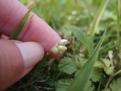 Murdannia loriformis