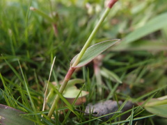 Murdannia loriformis