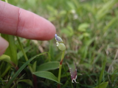 Murdannia loriformis