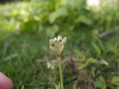 Murdannia loriformis
