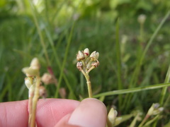 Murdannia loriformis