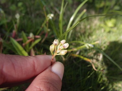 Murdannia loriformis
