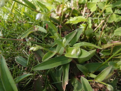 Murdannia loriformis