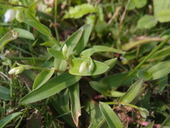 Murdannia loriformis