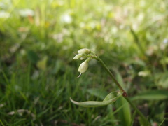 Murdannia loriformis