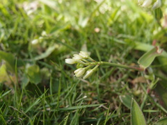 Murdannia loriformis