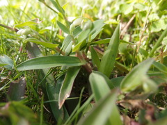 Murdannia loriformis