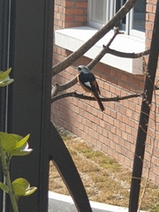 Phoenicurus auroreus