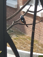 Phoenicurus auroreus