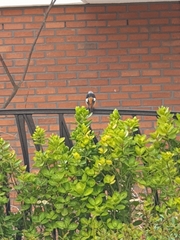 Phoenicurus auroreus