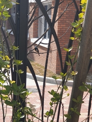 Phoenicurus auroreus