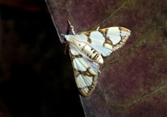 Cirrhochrista bracteolalis
