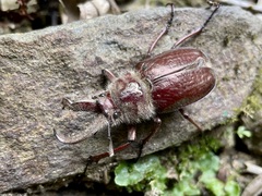 Sphaenognathus bellicosus