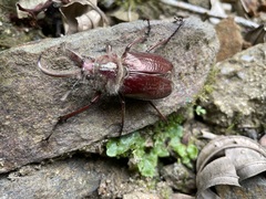 Sphaenognathus bellicosus