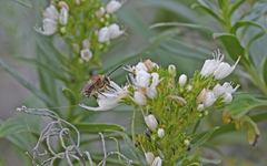 Eucera gracilipes