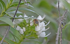 Eucera gracilipes