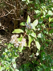 Viburnum tinus