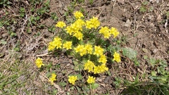 Draba aizoides