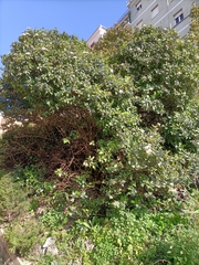 Viburnum tinus