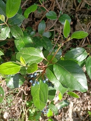 Viburnum tinus