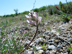 Onobrychis humilis matritensis