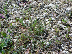 Onobrychis humilis matritensis
