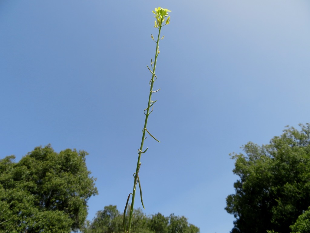 Brassica aucheri