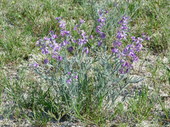 Matthiola fruticulosa