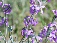 Matthiola fruticulosa