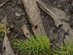 Hyperaspis connectens