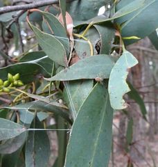 Australomisidia ergandros